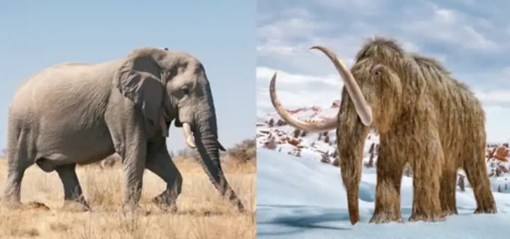 Mammoth Berbulu vs Gajah: Apa Perbedaan Antara Kedua Raksasa Ini?