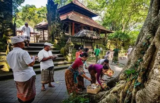 Pohon Tumbang di Monkey Forest Bali Tewaskan 2 Wisatawan Asing