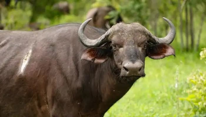 Impor Daging Kerbau Dipangkas 50 Persen, Pemerintah Alihkan Fokus ke Sapi Hidup