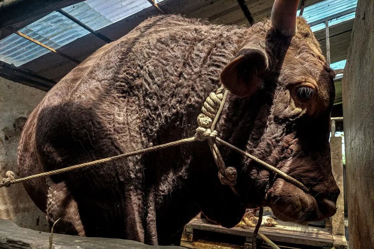 Sapi 1,3 Ton dan 1,1 Ton Jadi Pilihan Presiden Prabowo untuk Kurban Idul Adha 1446 H 