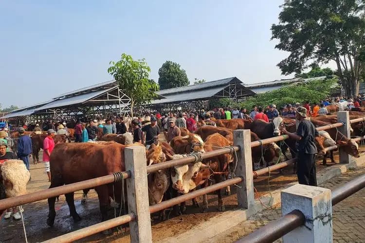 Jelang Idul Adha, Pasar Hewan Gunungkidul Masih Sepi Pembeli