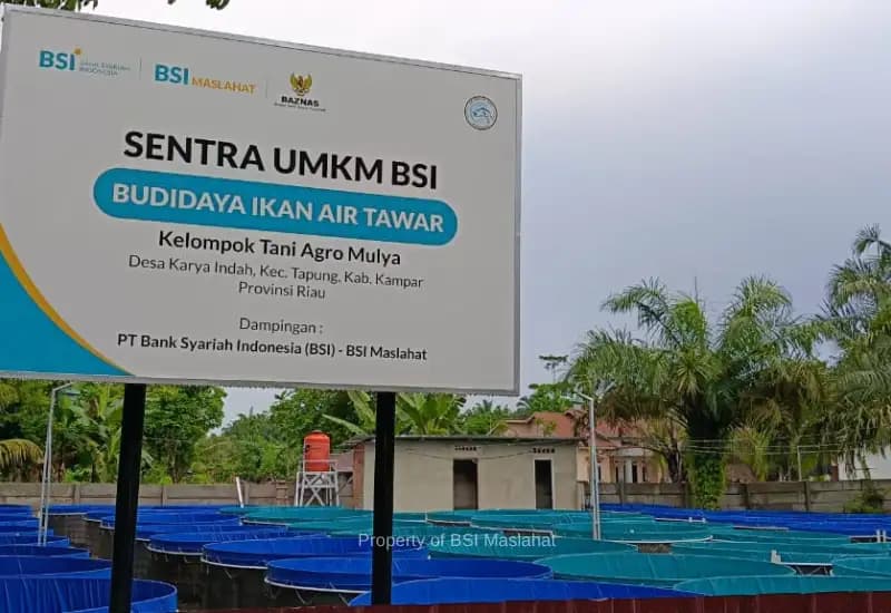 Kelompok Tani Agro Mulya: UMKM Binaan BSI Maslahat Sukses Berdayakan  Mustahik Lewat Budidaya Ikan Bioflok 