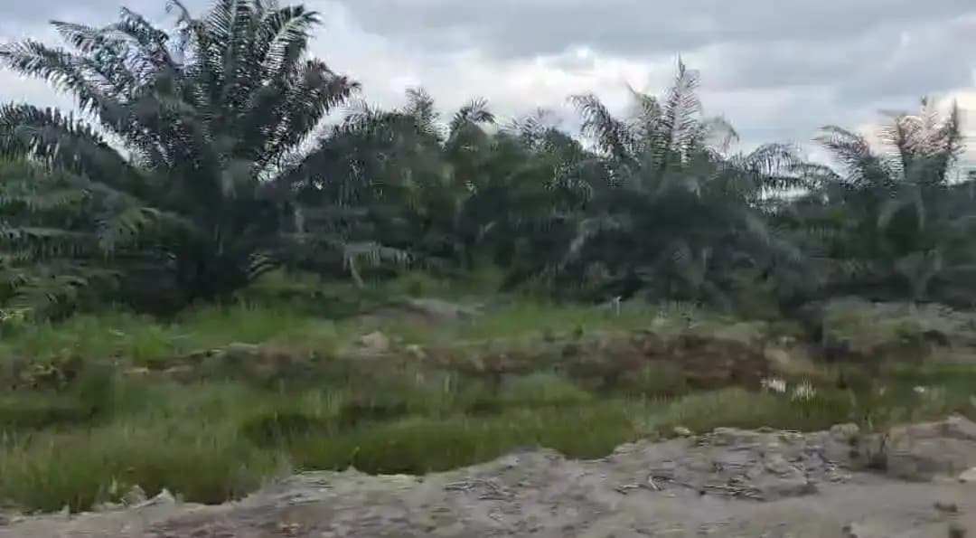 KKP Hentikan Proyek Reklamasi Ilegal di Kayong Utara, Kalbar