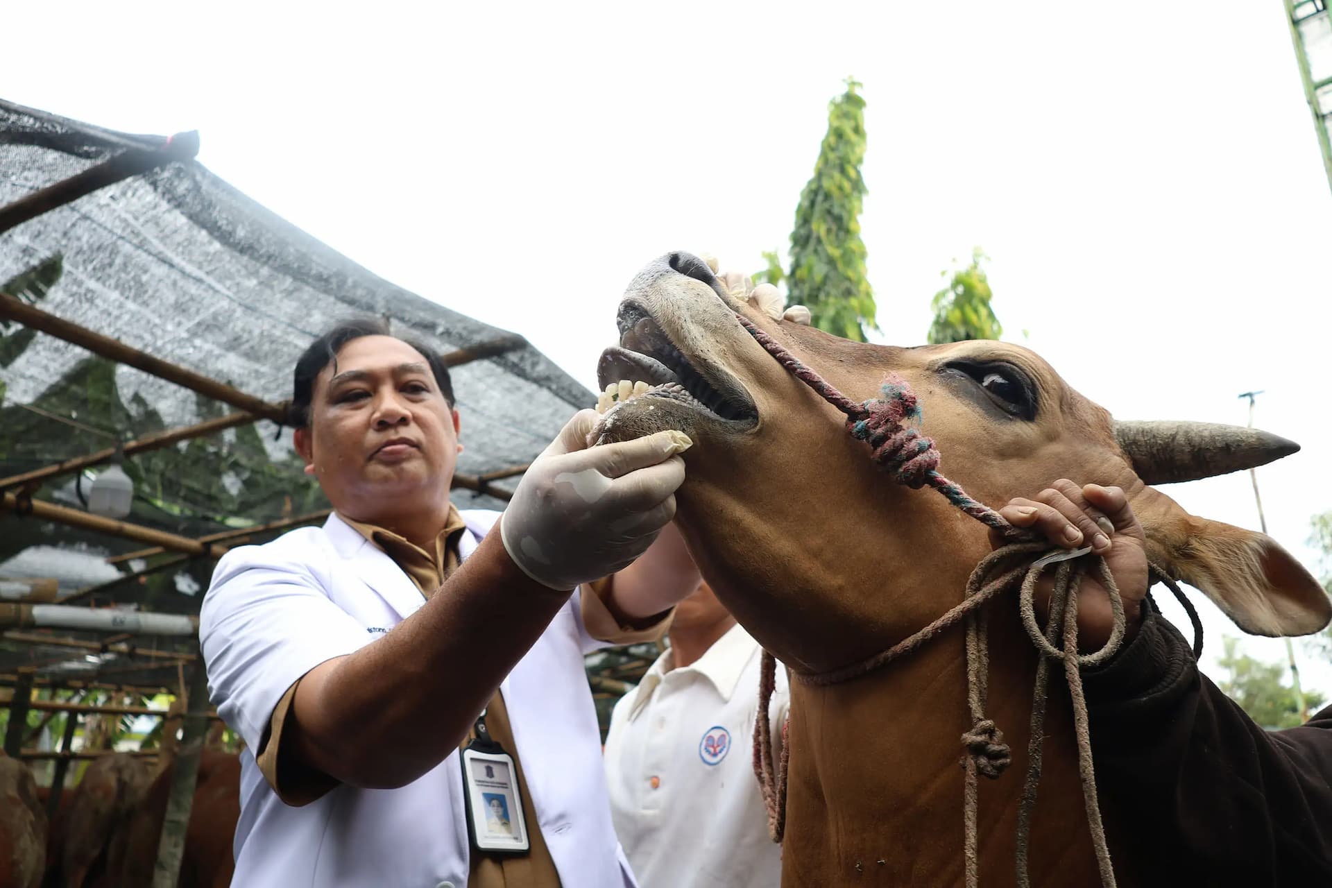Jelang Idul Adha, Pemkot Surabaya Intensifkan Pemeriksaan Hewan Kurban di Seluruh Kota