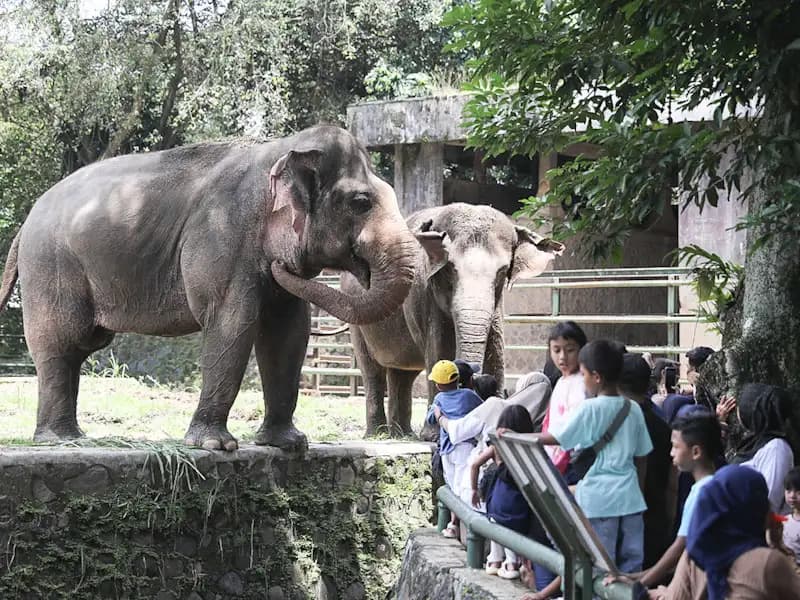Libur Cuti Bersama, Taman Margasatwa Ragunan Dikunjungi 9.244 Wisatawan