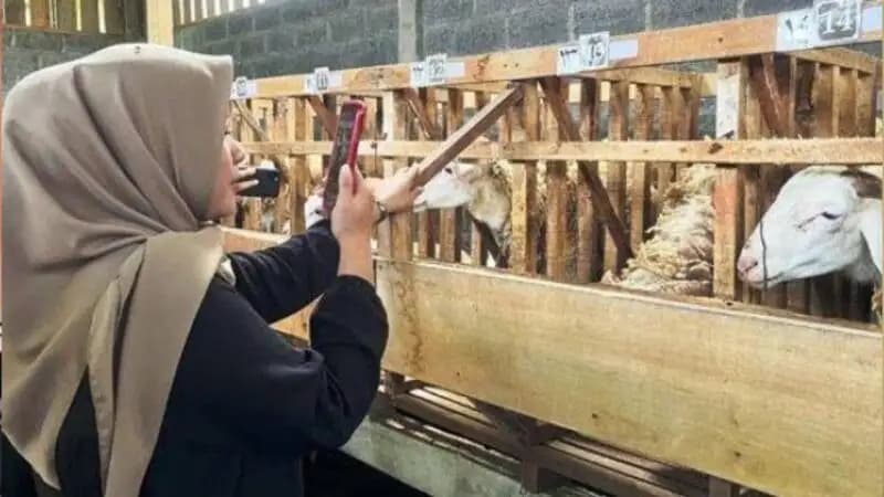 Pedagang Hewan Kurban di Malang Sukses Raup Keuntungan Melalui Live Streaming di Media Sosial  