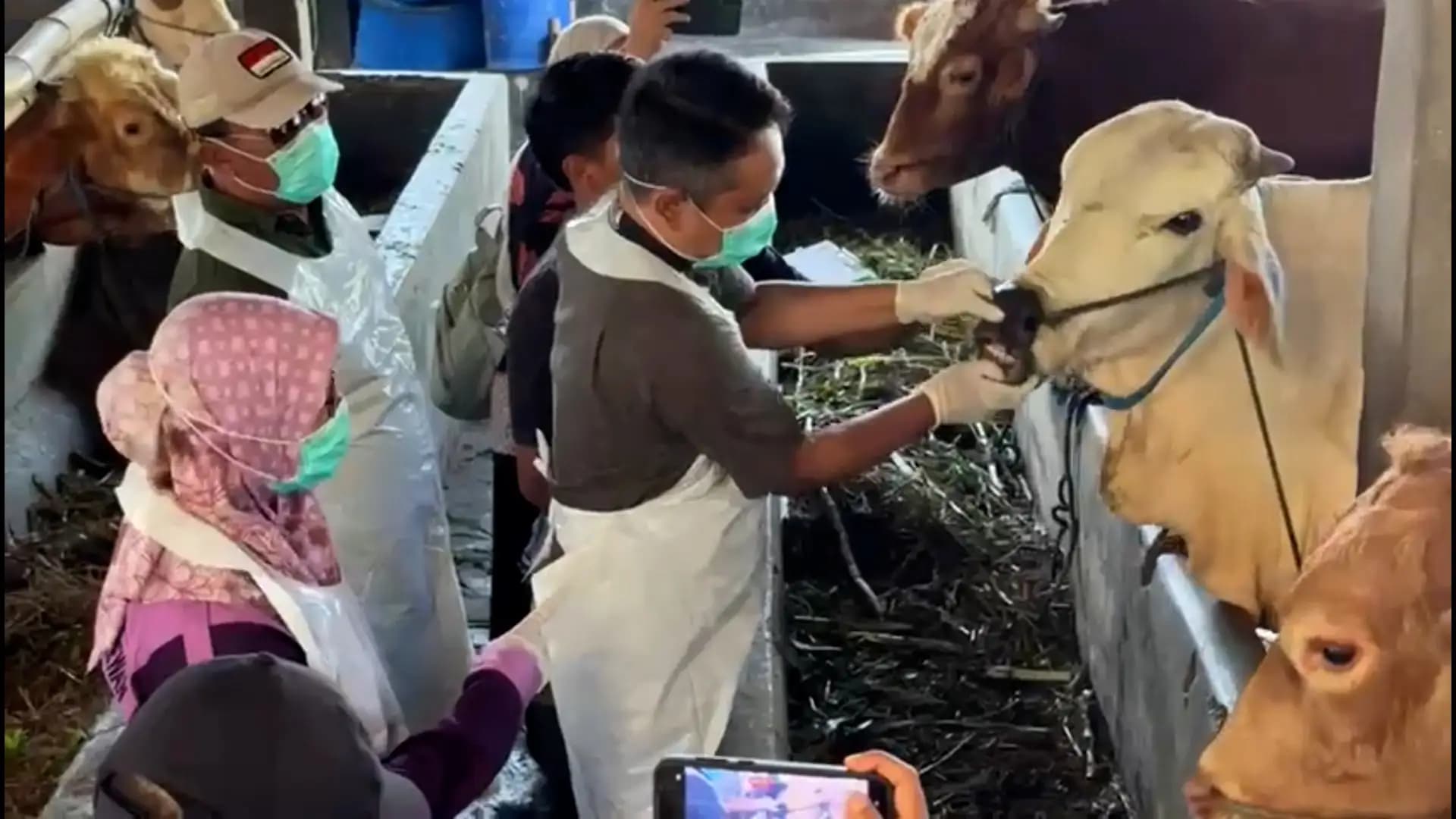 Inspeksi Ketat Kesehatan Hewan Kurban di Kota Kediri Jelang Idul Adha 2025