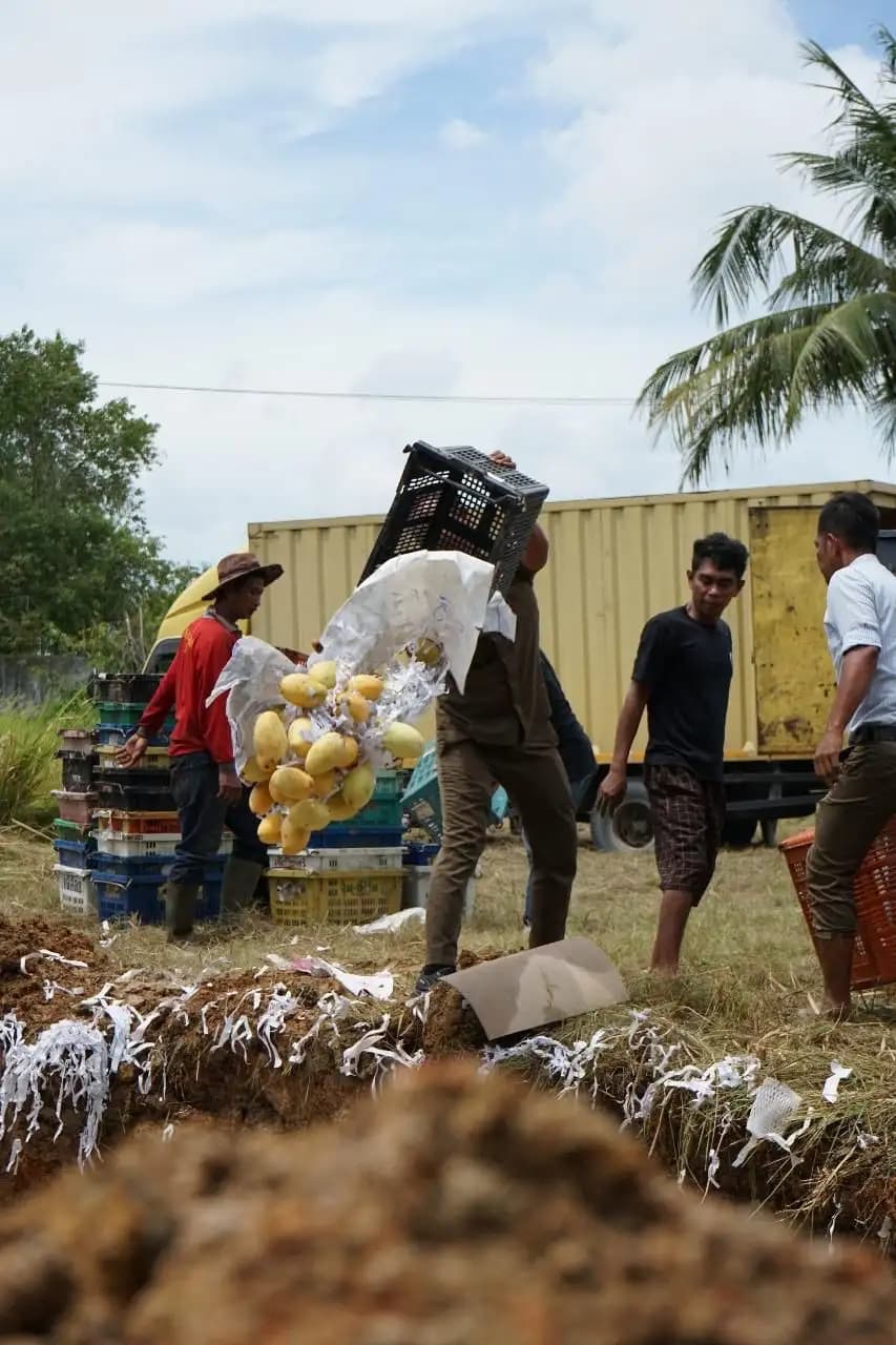 9,3 Ton Mangga Ilegal Asal Thailand Dimusnahkan di Tanjung Balai Asahan