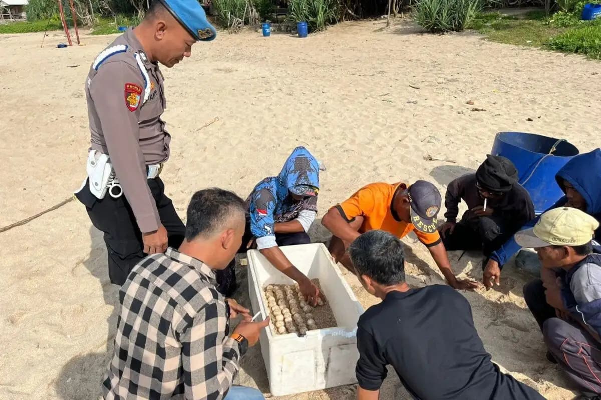 Gunungkidul Kaji Pembentukan Kawasan Konservasi Penyu Setelah Fenomena Langka Bertelur di Pantai  
