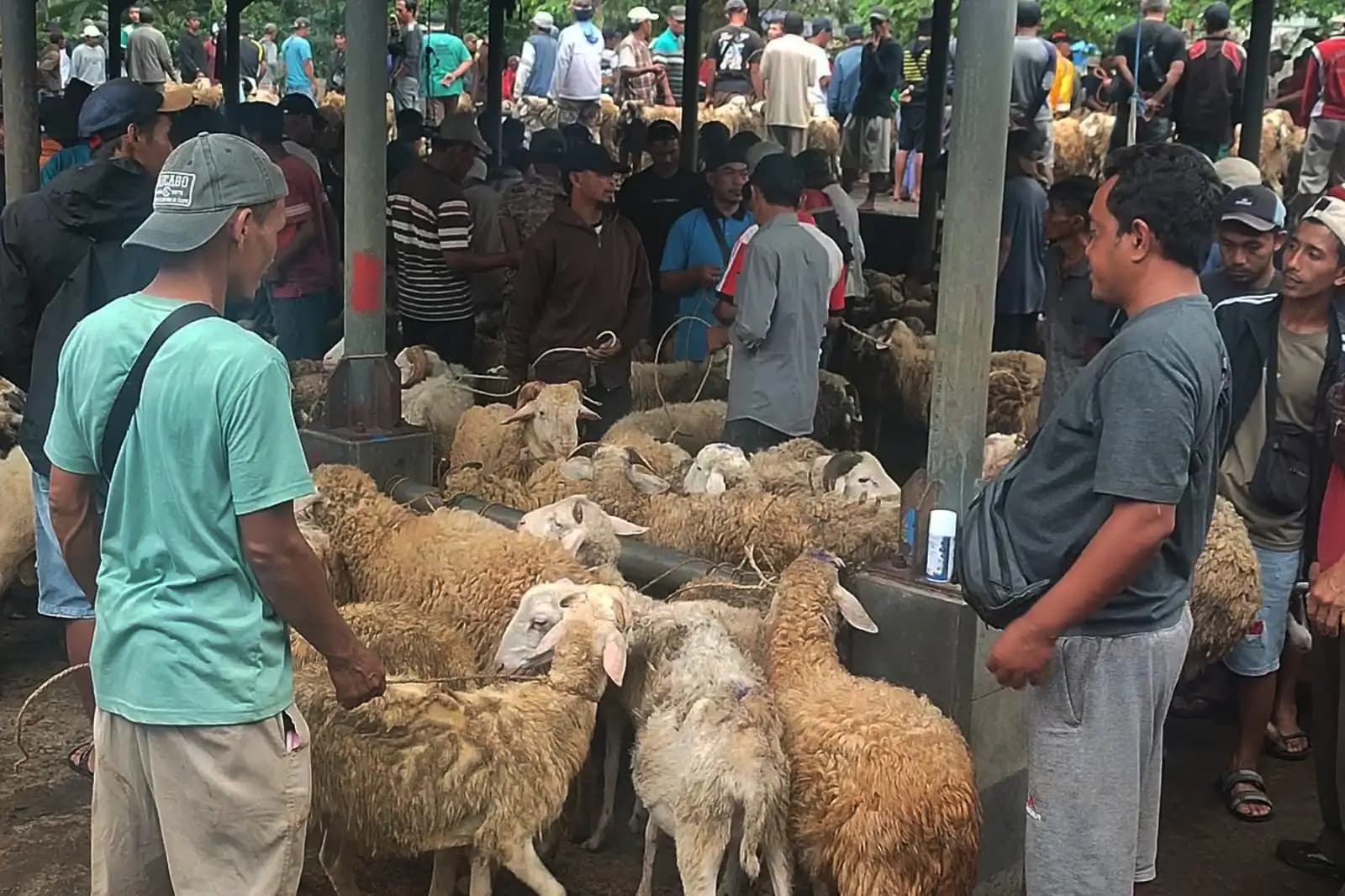 177 Petugas Disiagakan Awasi Penyembelihan Hewan Kurban di Temanggung