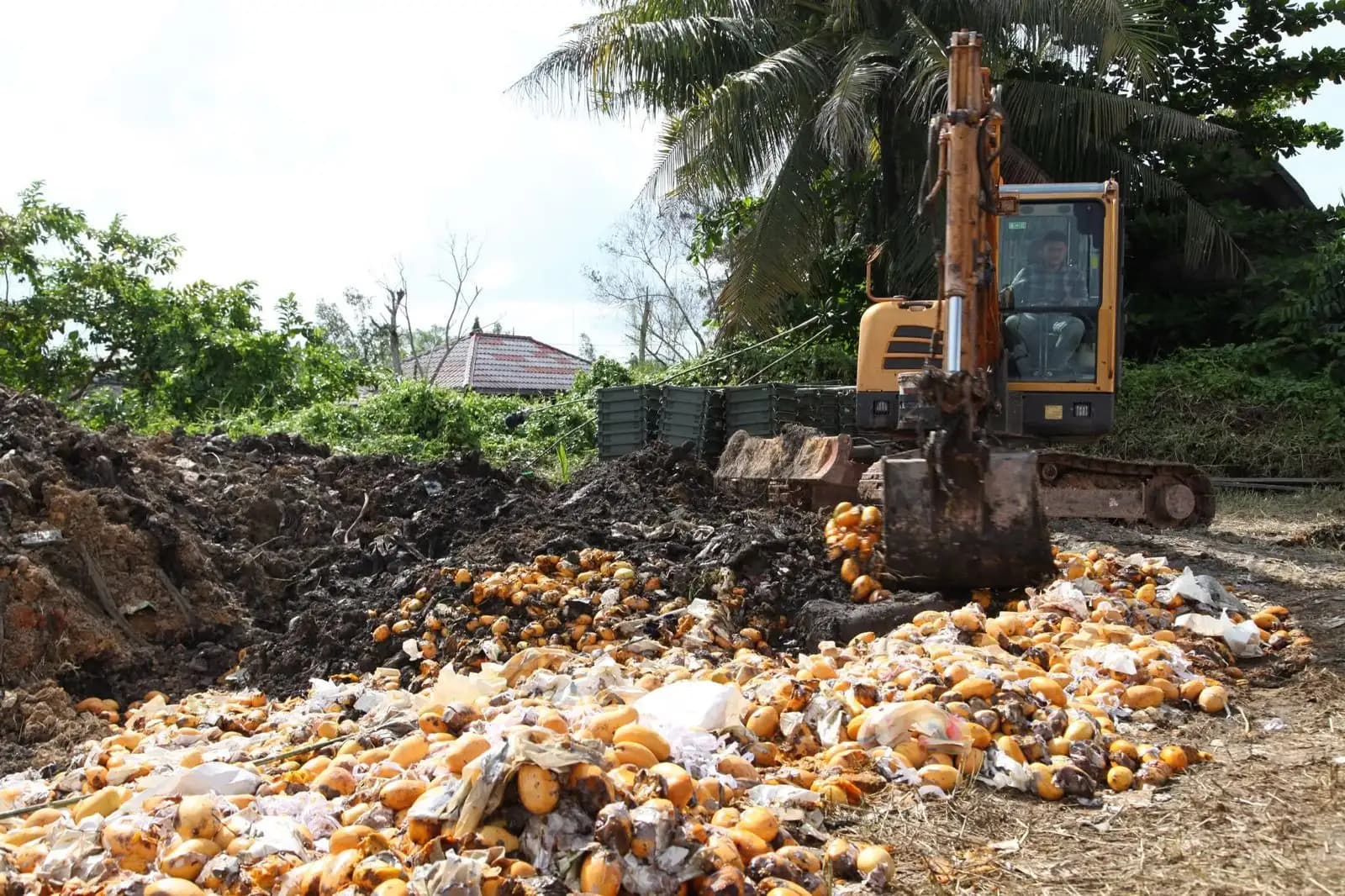 Bea Cukai Riau Musnahkan 1.200 Keranjang Mangga Ilegal Asal Malaysia