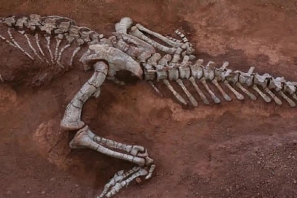 Fosil Xingxiulong yueorum, Dinosaurus Sauropodomorph Berusia 190 Juta Tahun Ditemukan di China