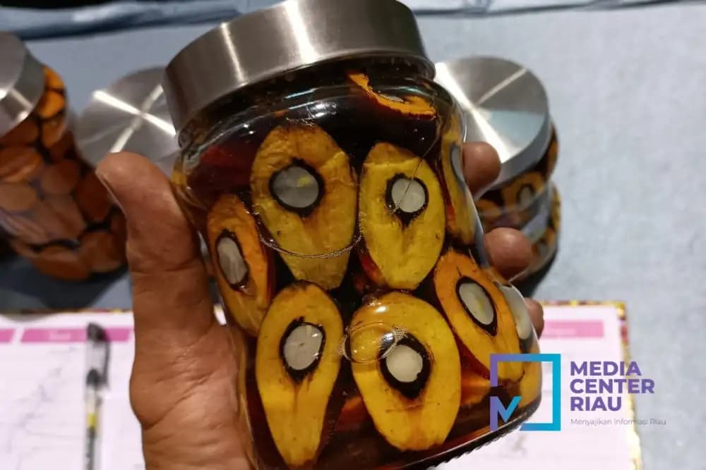 Meski CPO Naik, Harga TBS Sawit Riau Malah Turun 
