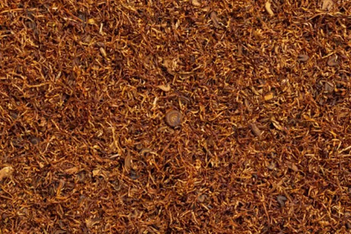 Gudang Garam Hentikan Pembelian Tembakau Temanggung Akibat Penurunan Penjualan Rokok  