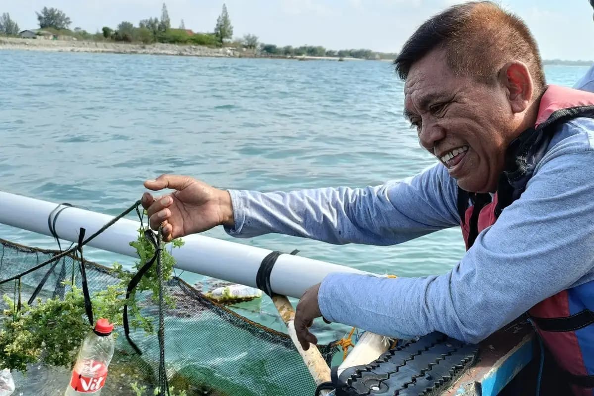 Potensi Besar Rumput Laut Indonesia Masih Terbuka Lebar, Baru 11% Lahan Dimanfaatkan  