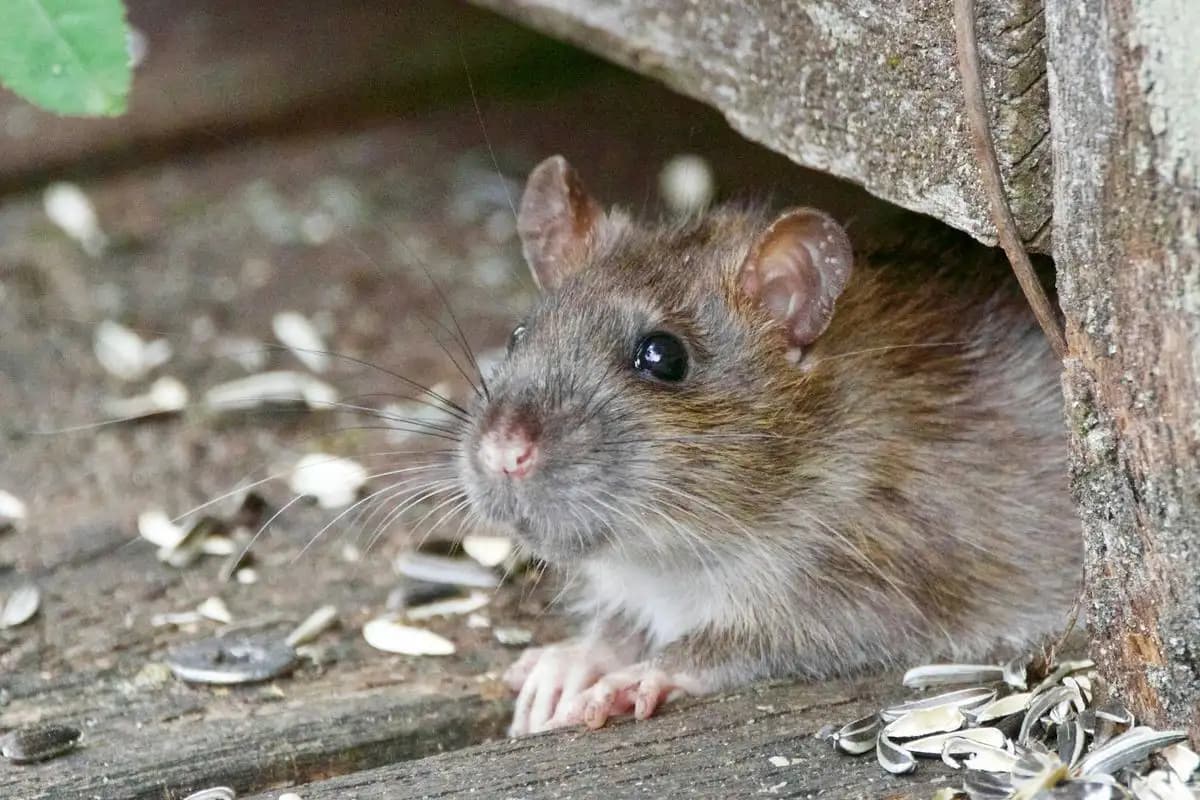 Buruh Bangunan di Ciwidey Terinfeksi Virus Hanta Setelah Digigit Tikus  