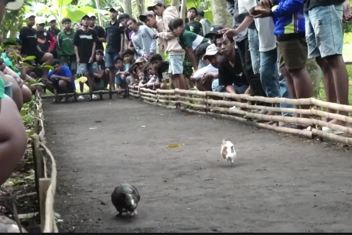 Karapan Marmot di Lumajang: Tradisi Unik Sambut Musim Kemarau  