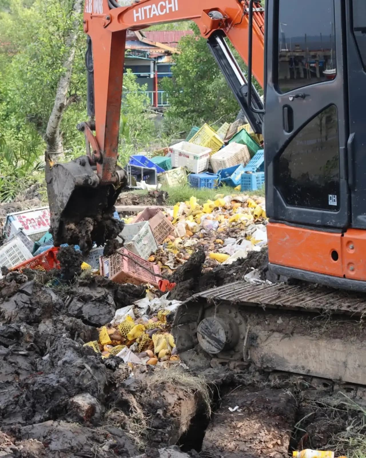 Bea Cukai Bengkalis Musnahkan 25 Ton Mangga Ilegal Asal Malaysia