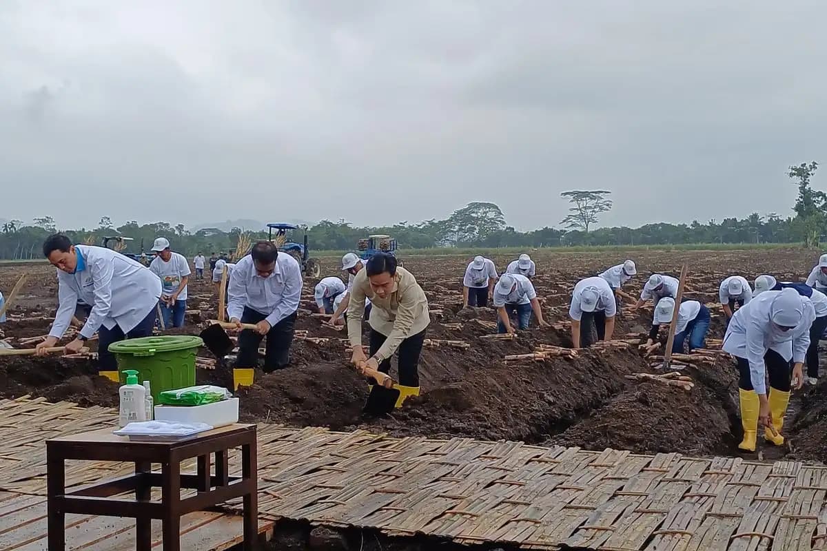 Wapres Gibran Ikut Panen dan Tanam Tebu di Banyuwangi Meski Hujan  