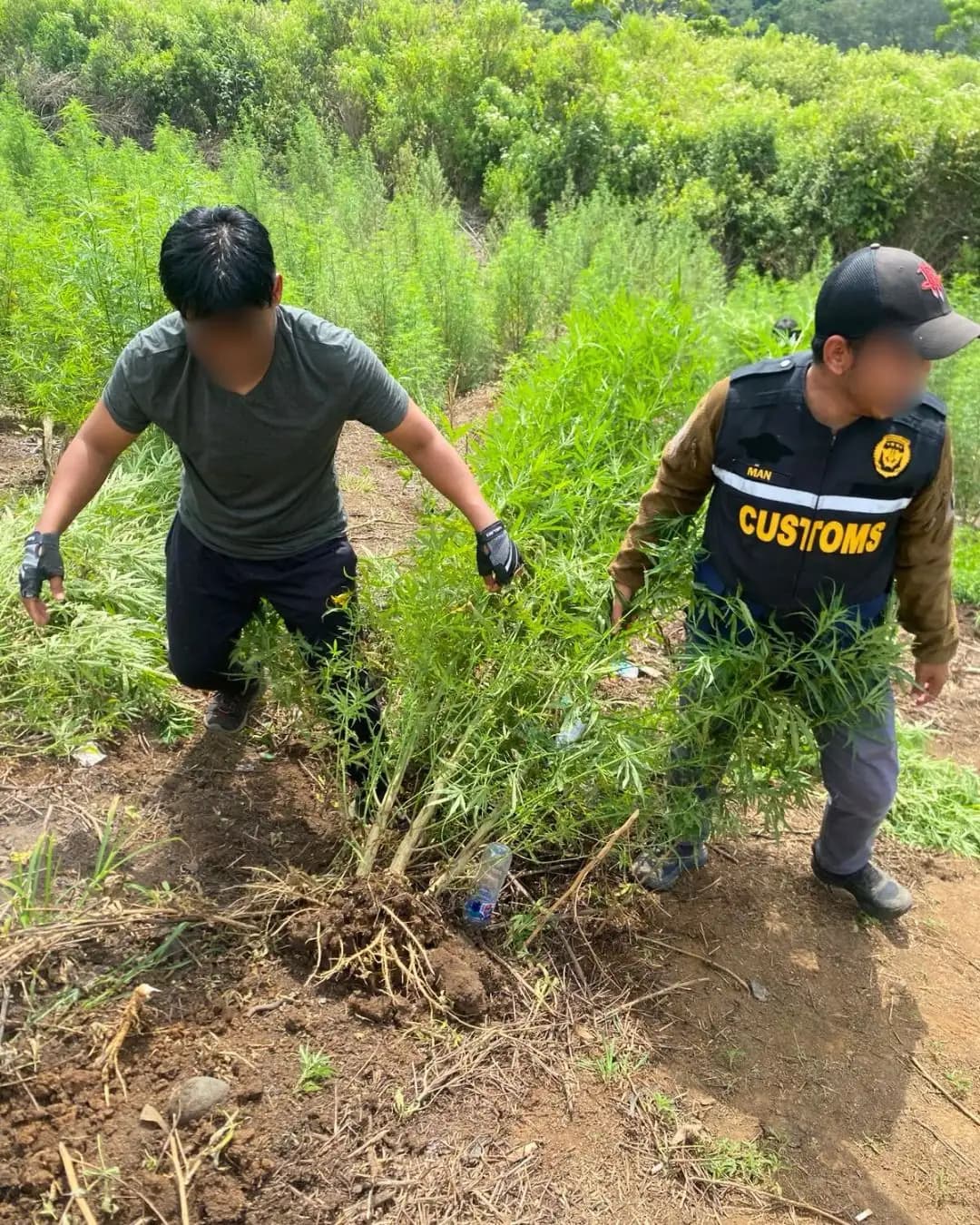 25 Hektare Ladang Ganja di Nagan Raya Dimusnahkan, Jejak Peredaran Ganja di Aceh Makin Terbuka
