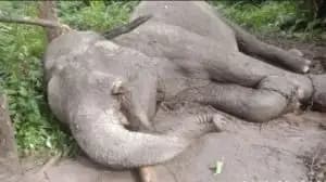 23 Gajah Mati di Tesso Nilo Sejak 2015, BBKSDA Riau Sebut Krisis Habitat Penyebab Utama