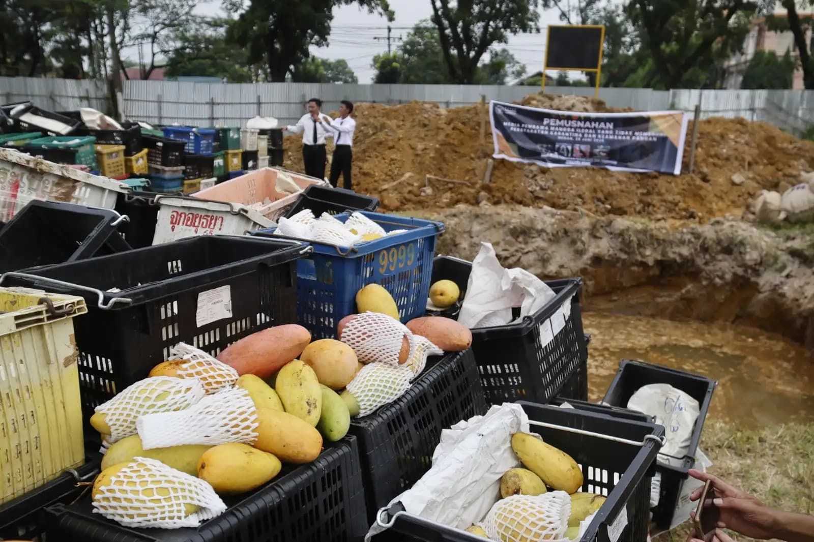 Bea Cukai Gagalkan Penyelundupan 14,6 Ton Mangga Ilegal Asal Malaysia di Sumut