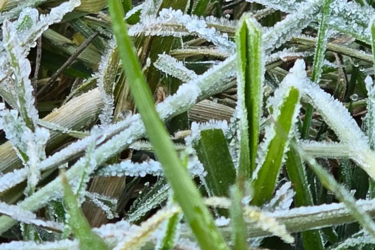 Dieng Diselimuti Embun Es, Suhu Capai Minus 1 Derajat Celsius  