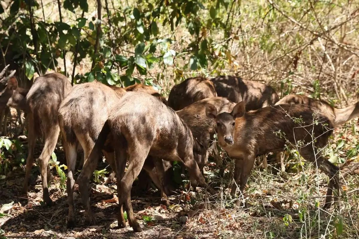 12 Rusa Timor Dilepasliarkan di TN Bali Barat untuk Tingkatkan Populasi Spesies Rentan Punah  