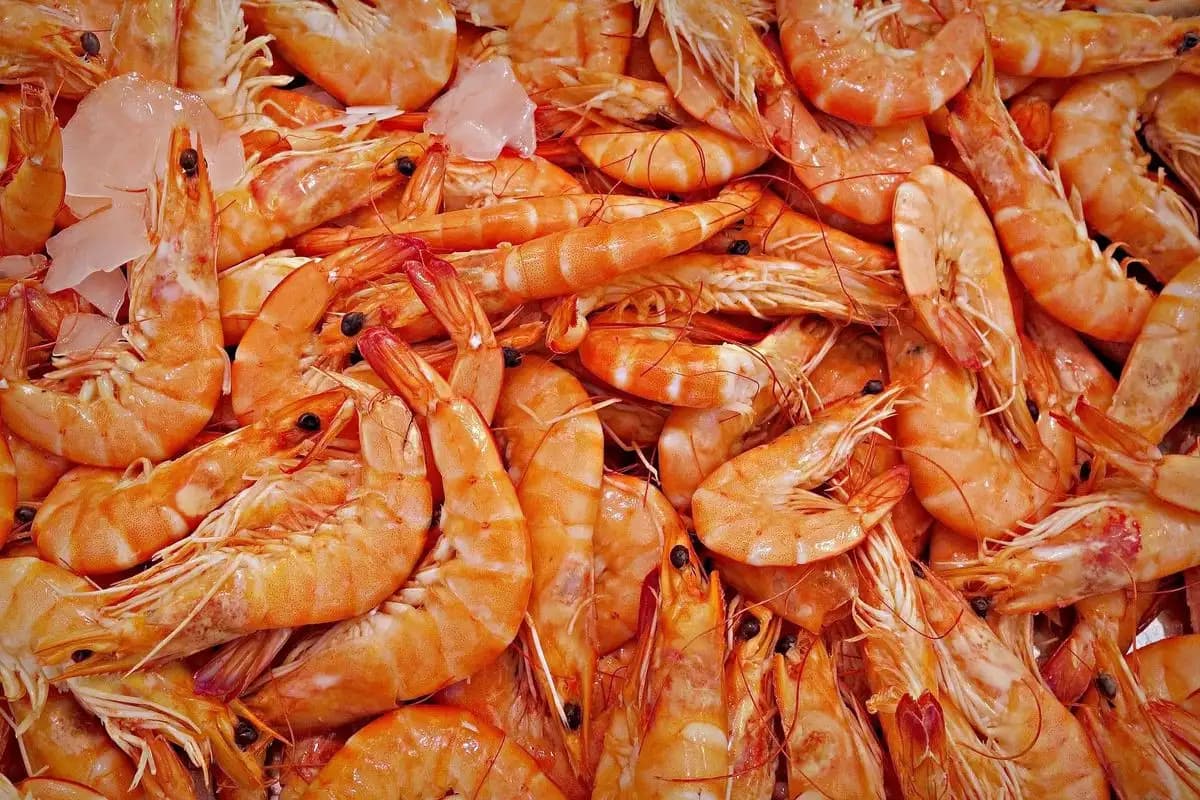 Pemerintah Hentikan Sementara Ekspor Udang Beku ke AS Setelah Temuan Kontaminasi Cesium-137