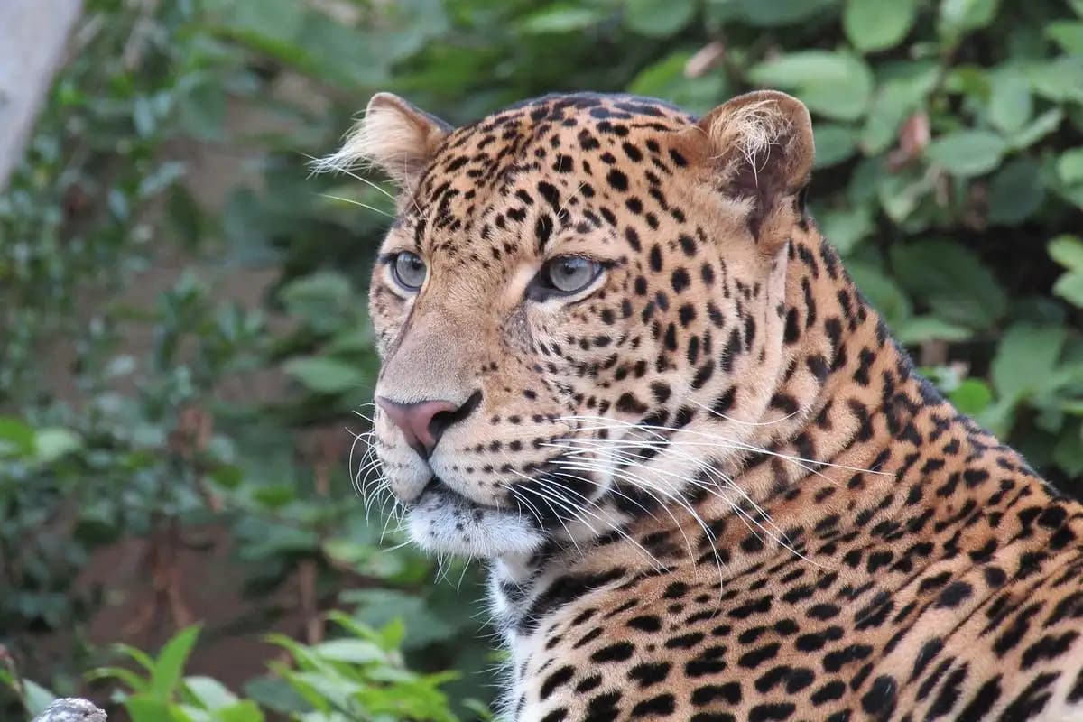 Macan Tutul Jawa Titipan BKSDA Lepas dari Lembang Park and Zoo, Kawasan Wisata Ditutup Sementara