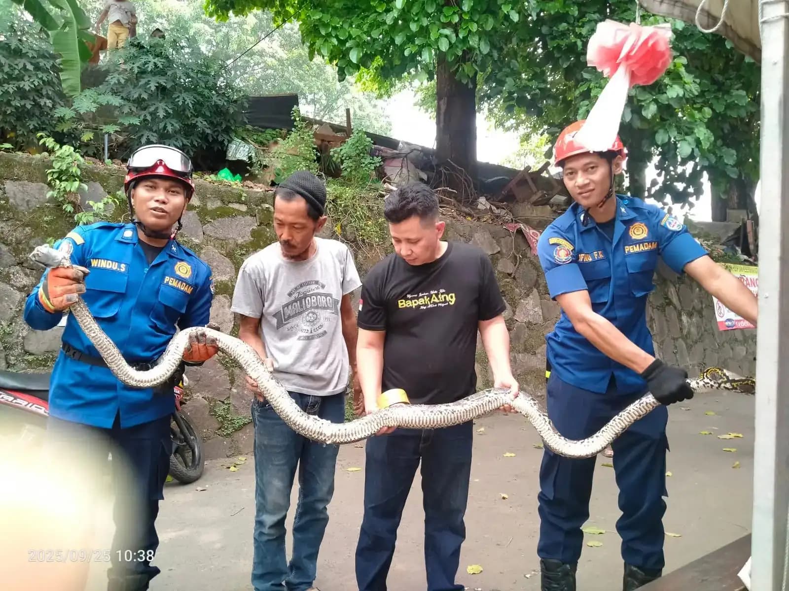 Damkar Depok Evakuasi Ular Sanca 5 Meter dari Permukiman Warga Kemiri Muka