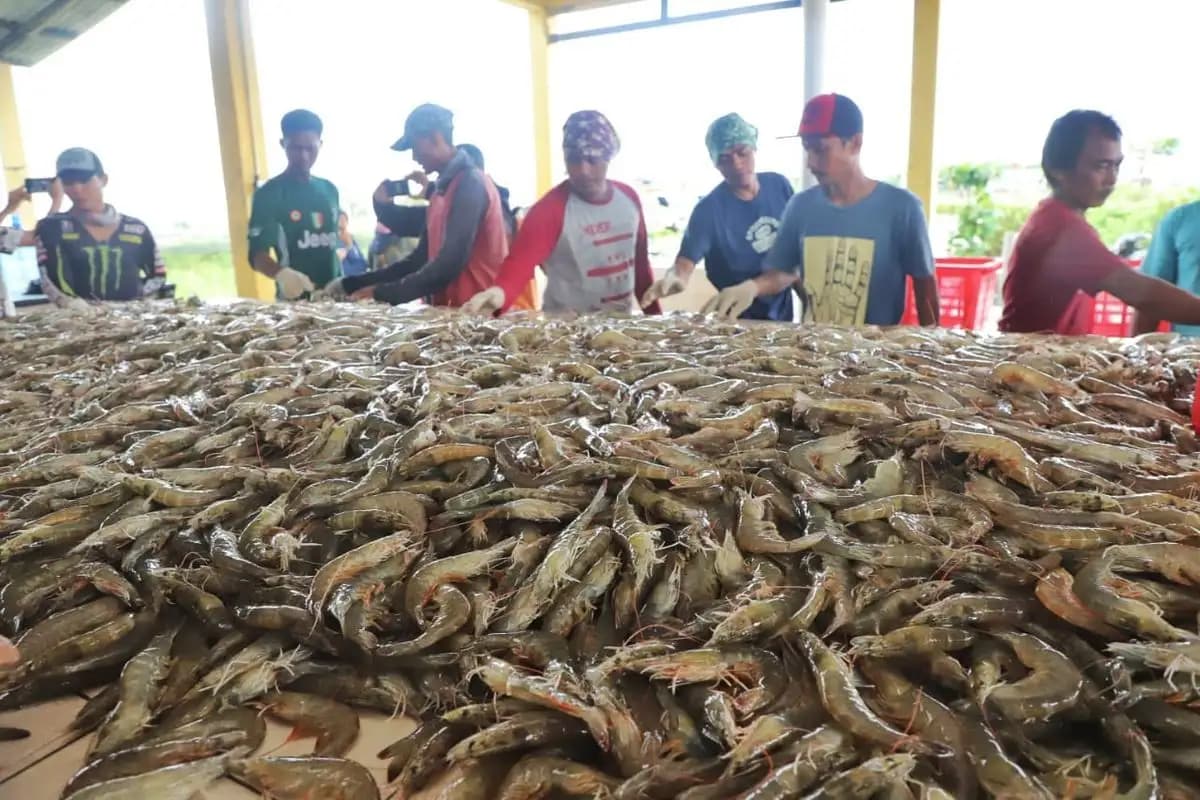 Pemerintah Tegaskan Ekspor Udang ke AS Tidak Dilarang, Hanya Diperketat dengan Sertifikasi