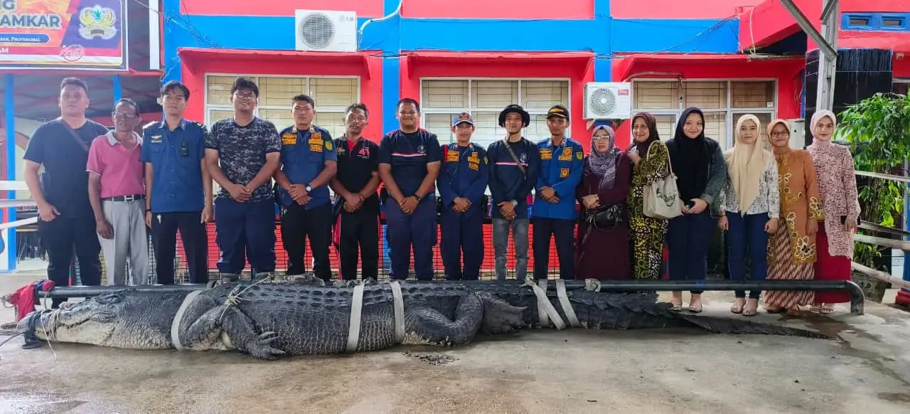 Buaya Raksasa 5,7 Meter di Inhil Dievakuasi ke Penangkaran Tembilahan