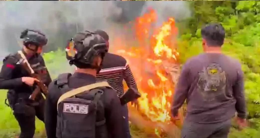 Operasi Terpadu Musnahkan 51,75 Hektare Ladang Ganja di Gayo Lues, 388 Ton Dimusnahkan