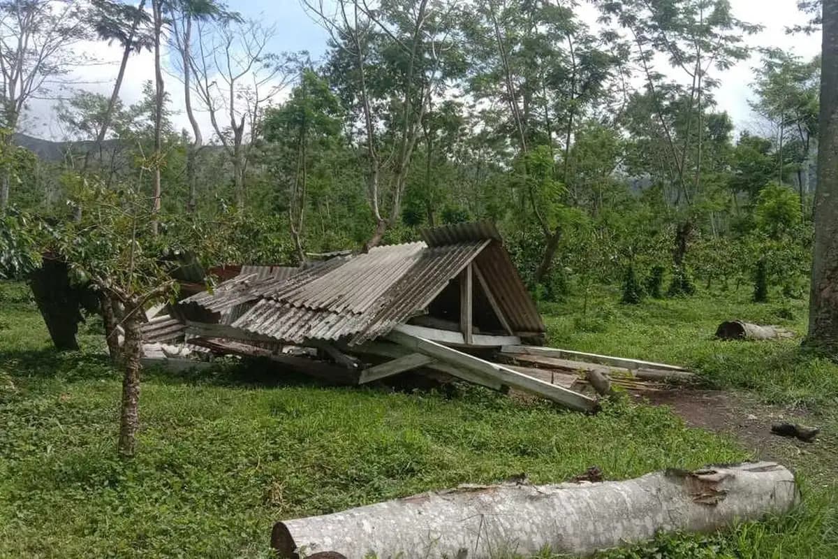 PTPN Rugi Rp 4,7 Miliar Akibat Aksi Perusakan Kebun Kopi di Ijen Bondowoso
