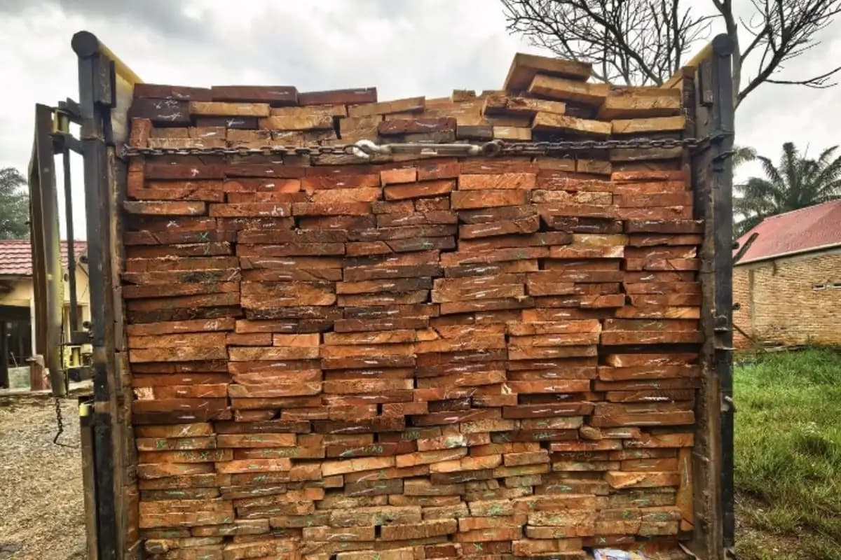 Polisi Tangkap Dua Pengangkut Kayu Hasil Illegal Logging di Rokan Hulu Riau